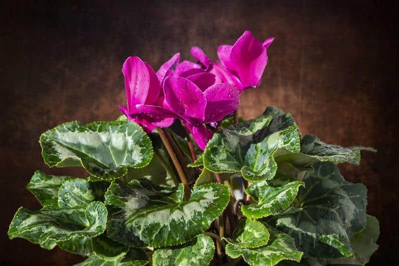 Cyclamen Colorful Houseplant