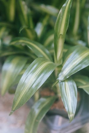 Dracaena Fragrans Corn Plant Most Common and Popular Houseplant