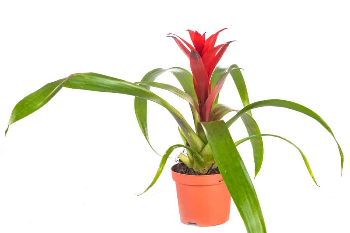 Guzmania Lingulata