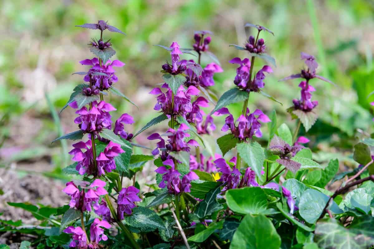 Lamium