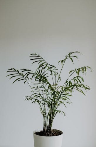 Parlor Palm