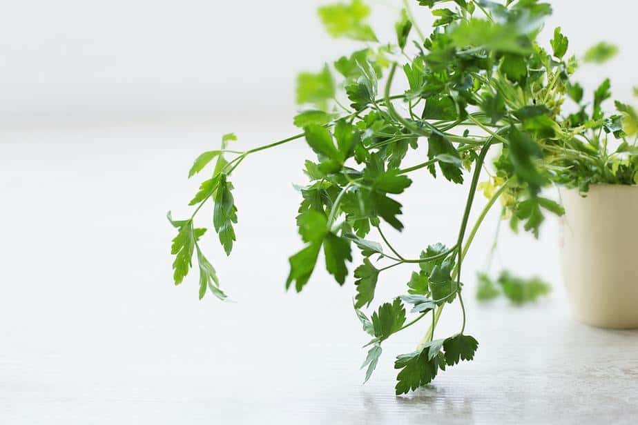 Parsley Plants That Repel Flies