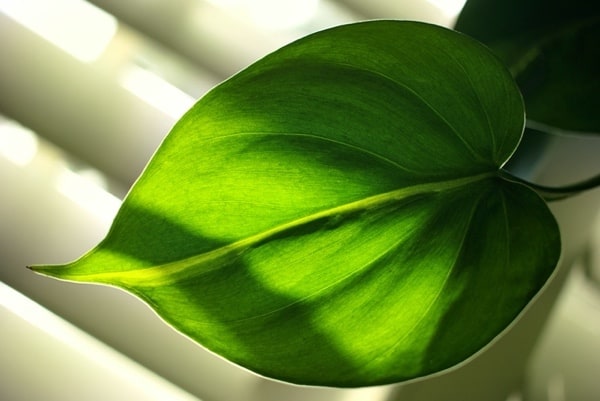 Philodendron Plant For Offices With No Windows