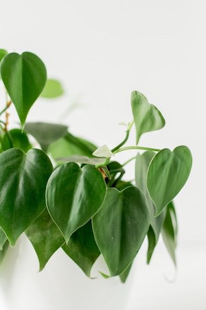 Philodendron Poisonous Houseplant