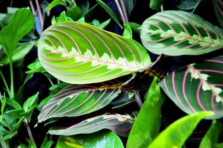 Prayer Plant Low-Light Houseplant