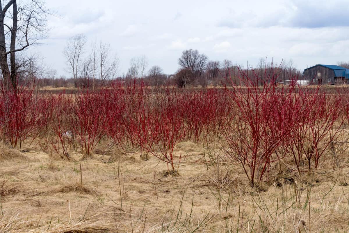 Red Osier Dogwood