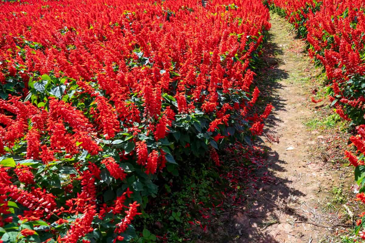 Red Salvia