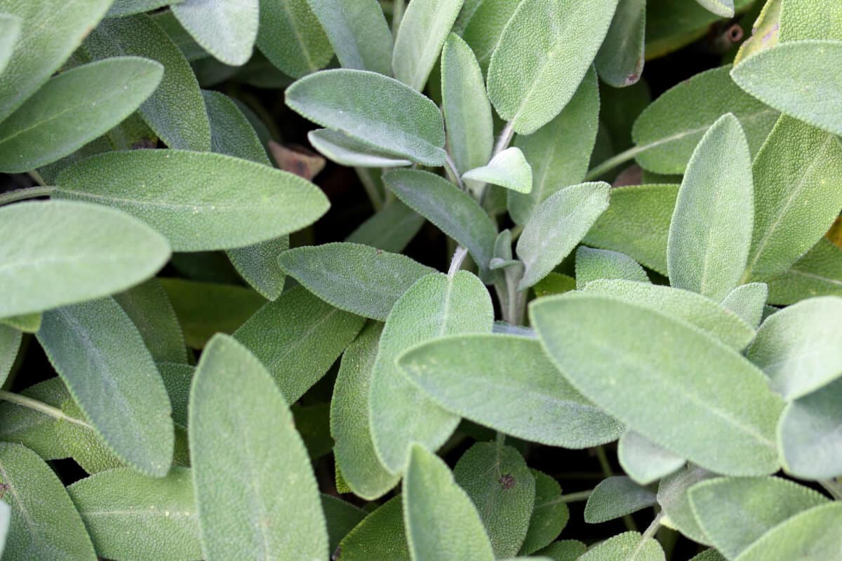 Sage Plants