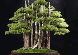 Shohin - Most Expensive Bonsai Tree