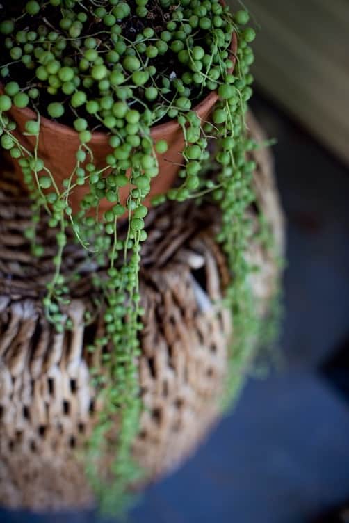 String of Pearls Plant Indoor Climbing Plant