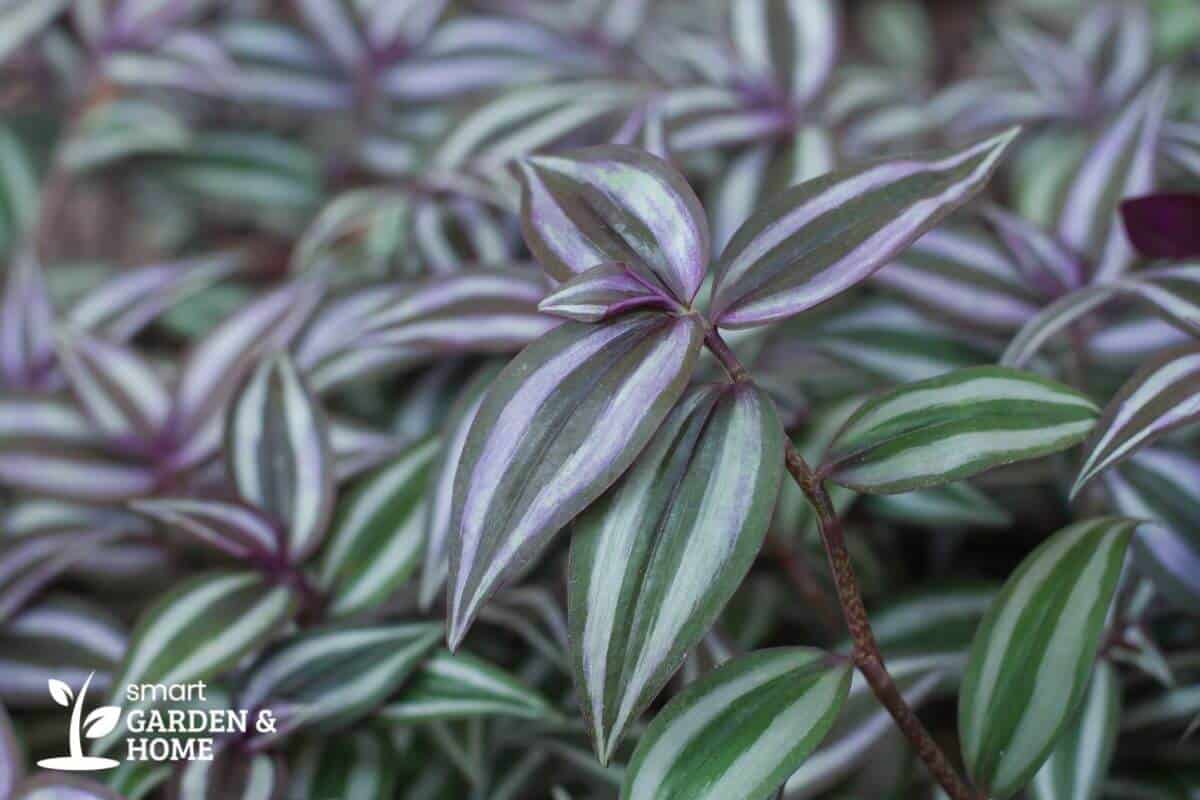 Wandering Jew