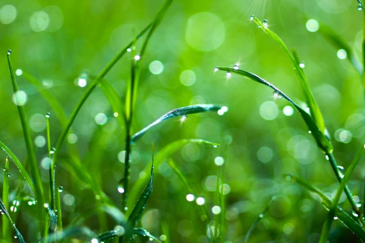 Wet Grass