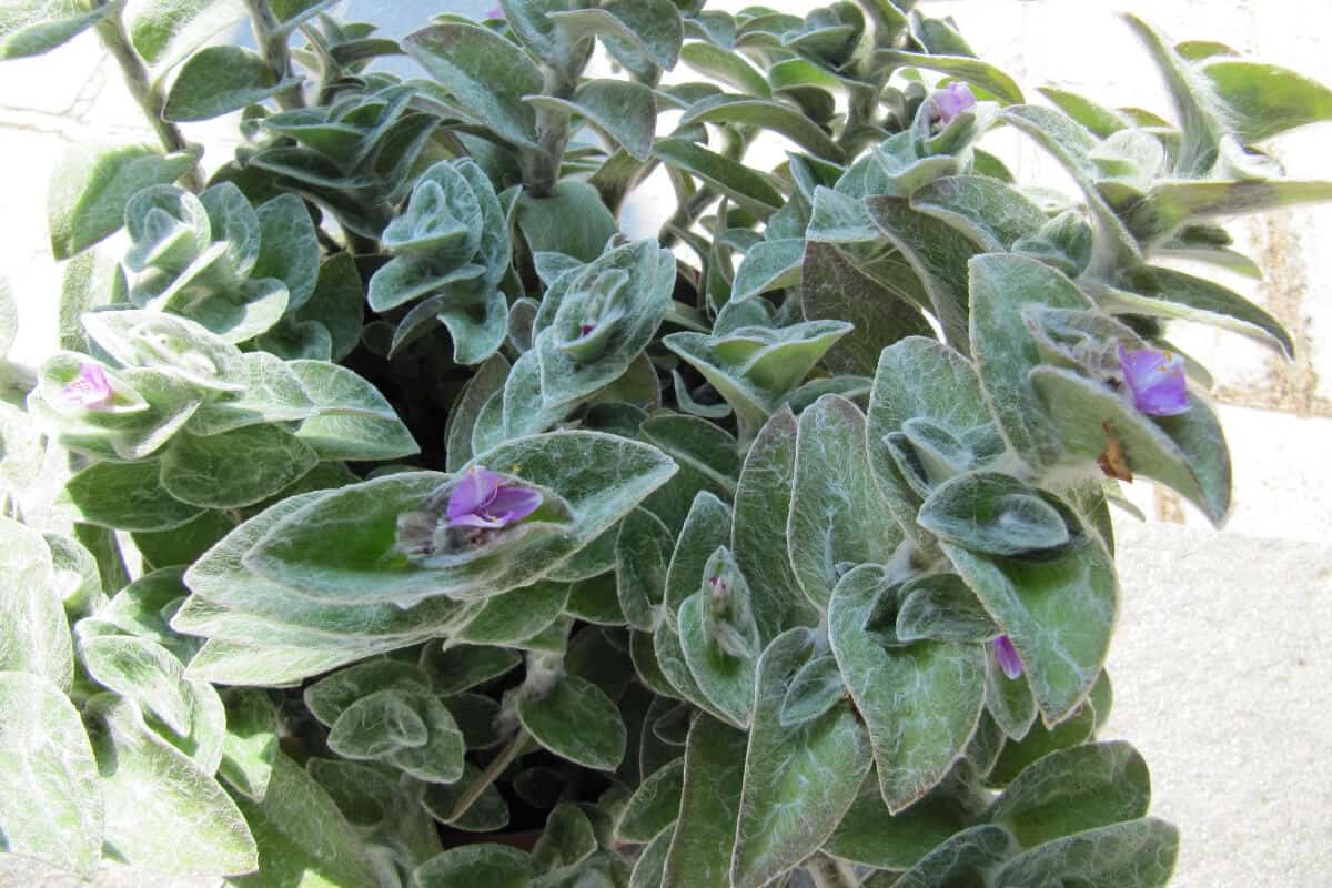 White Velvet Plant