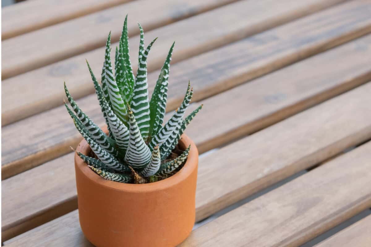 Zebra Plant