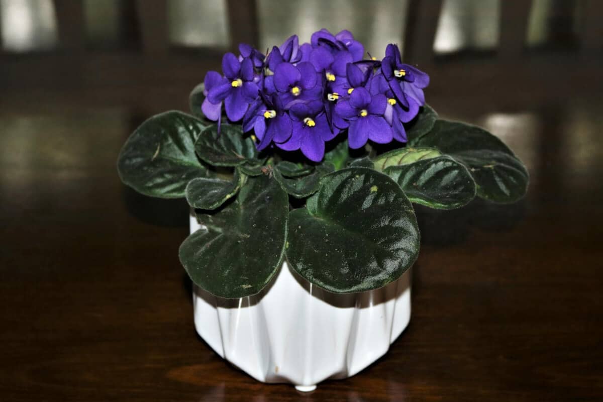 African Violet