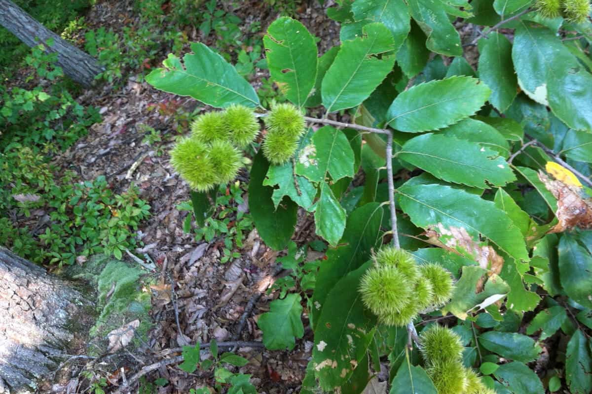 Allegheny Chinquapin