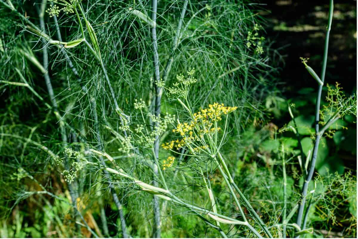 Anise Plants