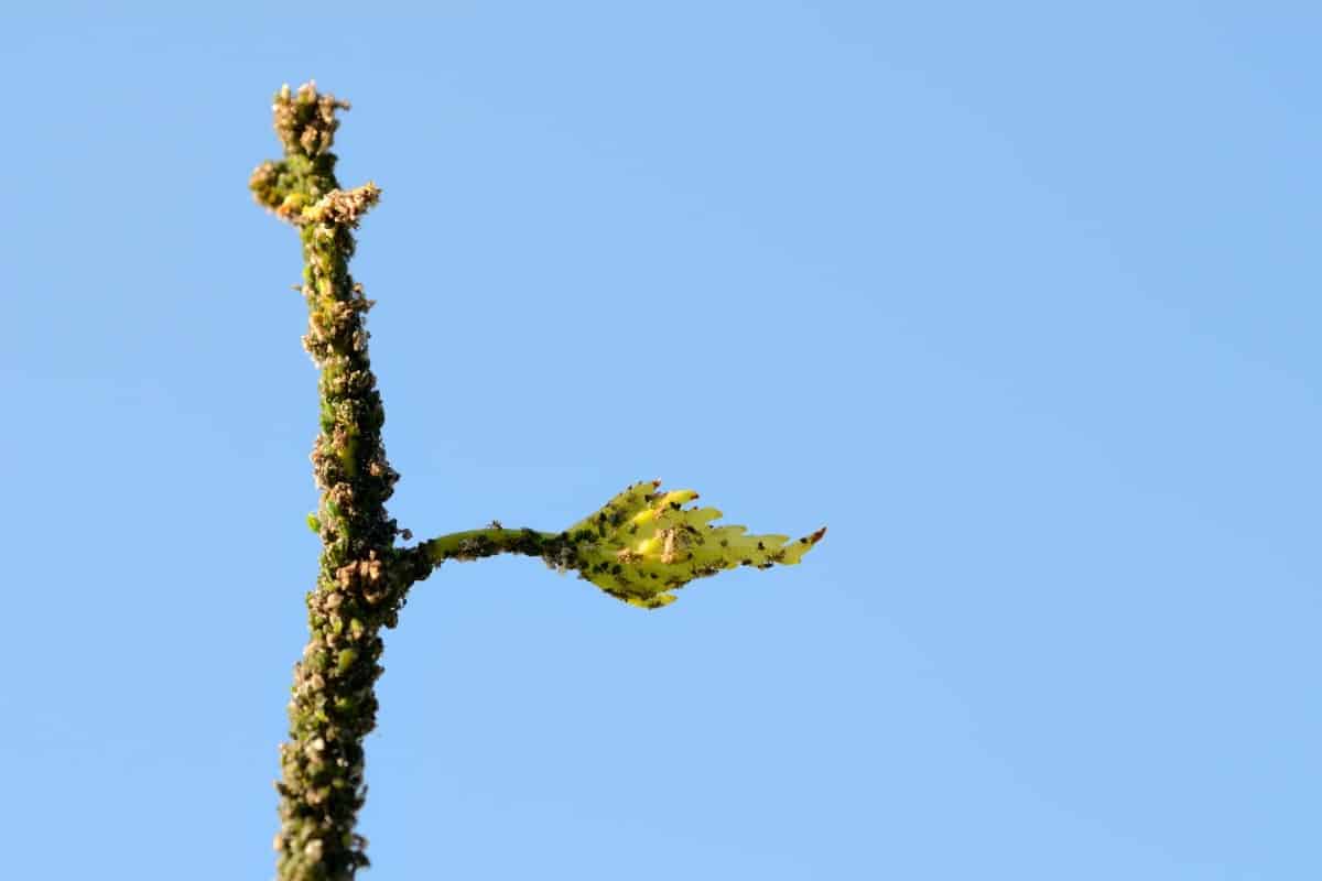 Aphids on Plants