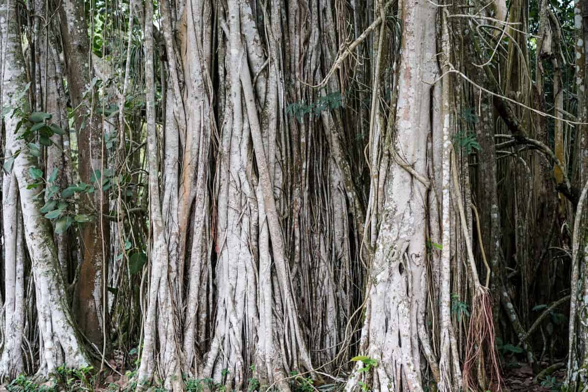 Banyan Fig Tree