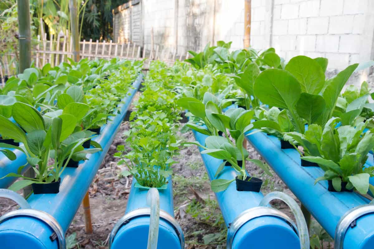 Benefit of Outdoor Hydroponic - Free Lighting