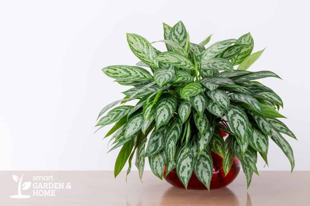 A lush potted chinese evergreen plant with green and white patterned leaves sits atop a wooden surface.