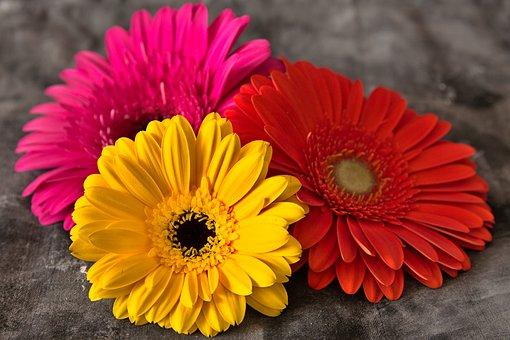 Gerbera Daisy Colorful Houseplant