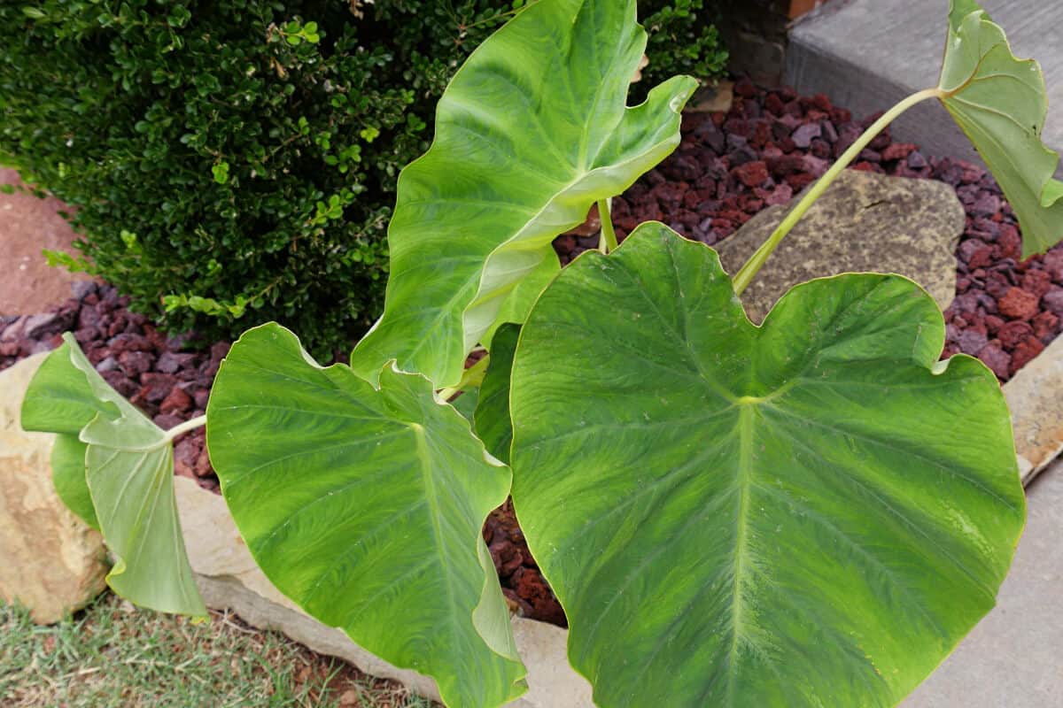 Elephant Ears