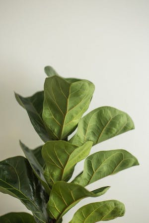 Fiddle Leaf Fig Most Common and Popular Houseplant