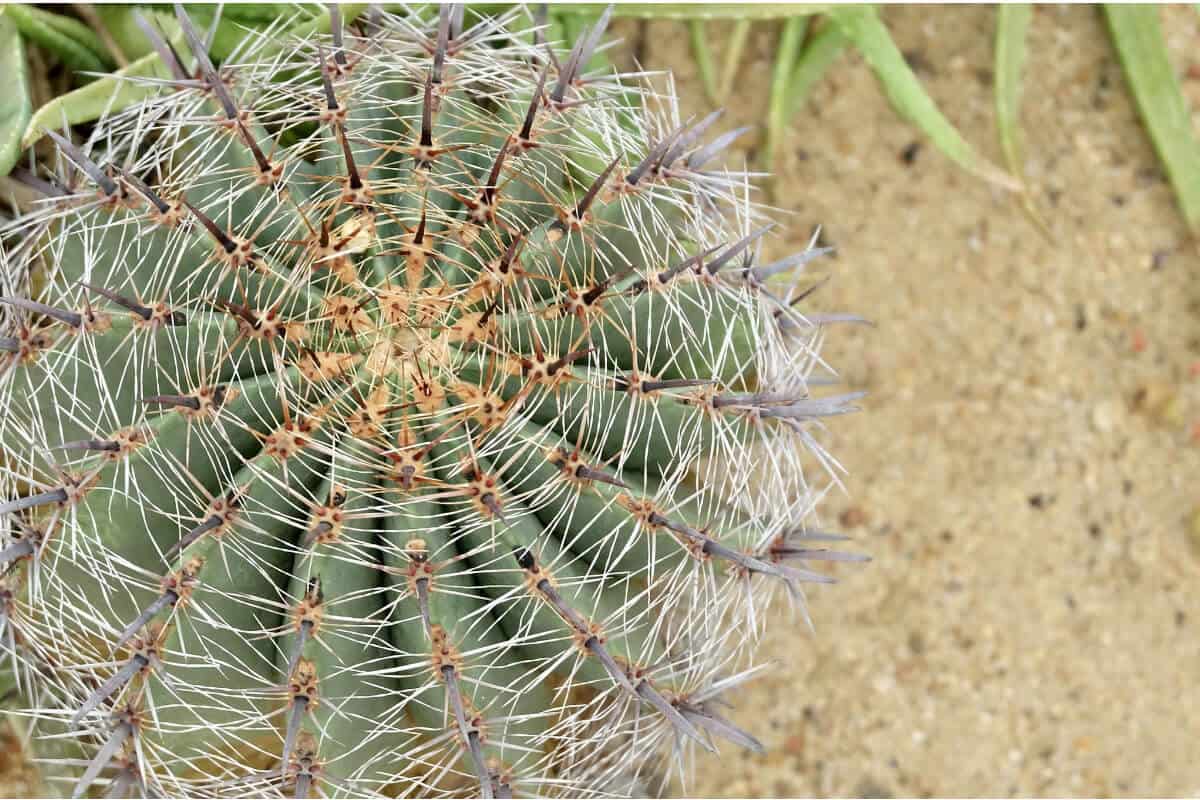 Golden Barrel Cactus