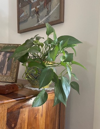 Golden Pothos Poisonous Houseplant