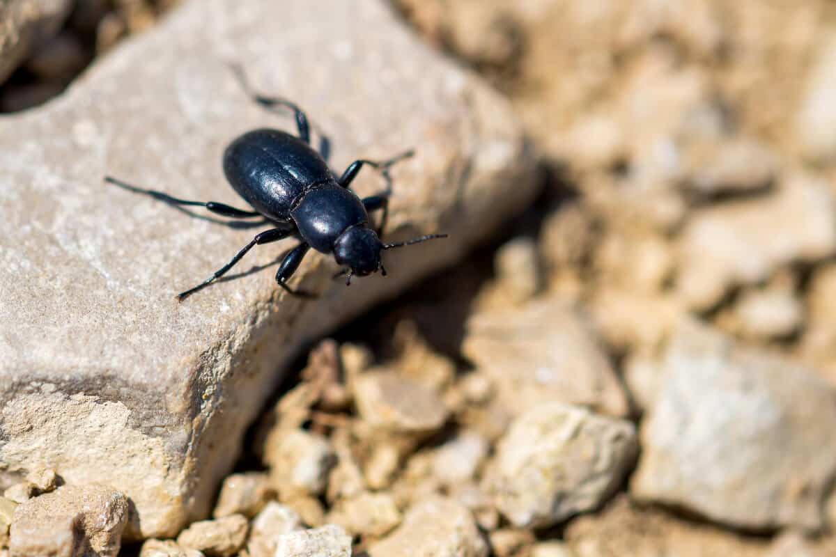 Ground Beetle