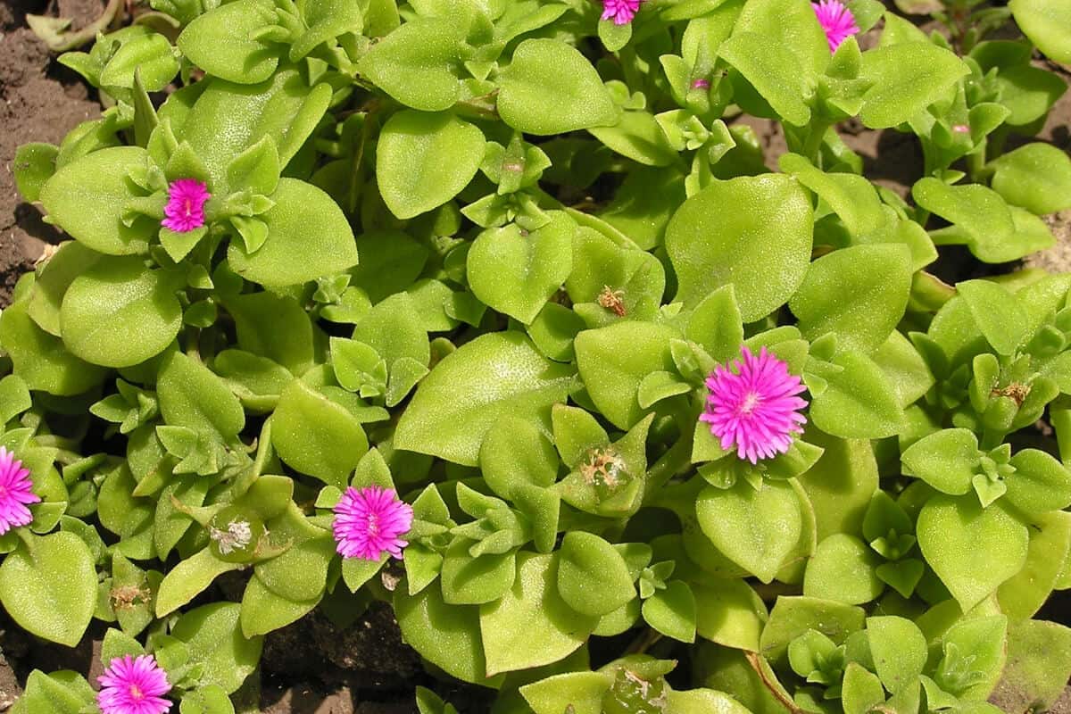 Heartleaf Ice Plant