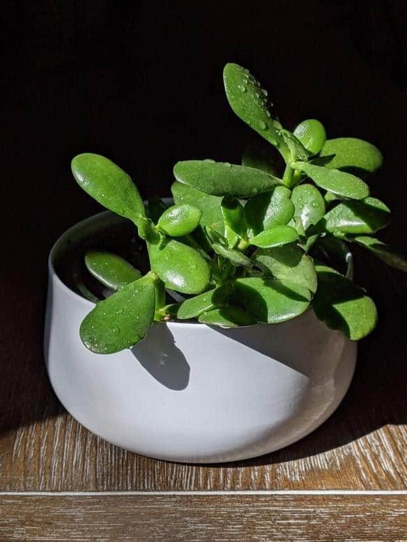 Jade Plant Best Indoor Plant