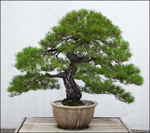 Japanese Red Pine Bonsai Tree