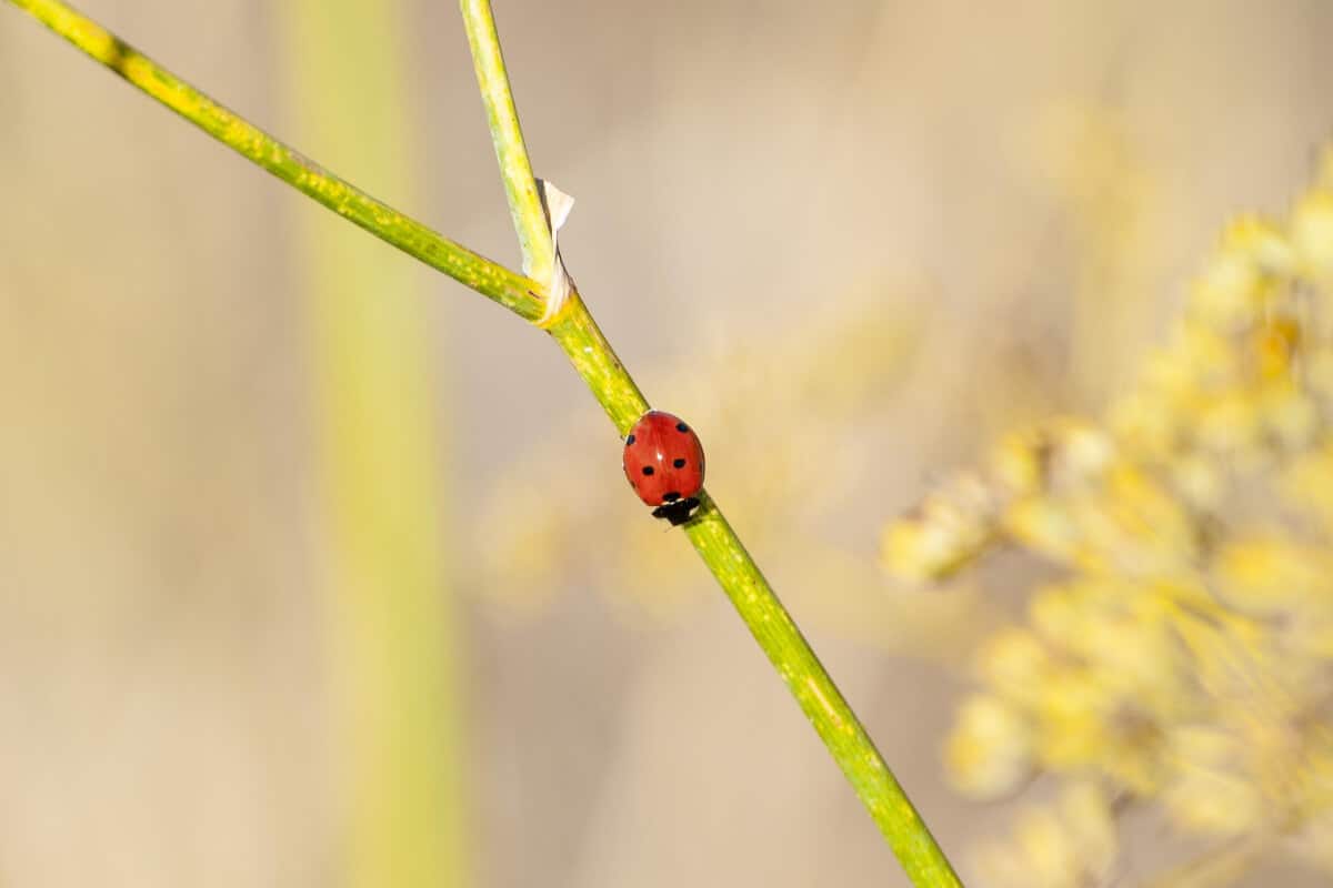 Ladybug Sleeps