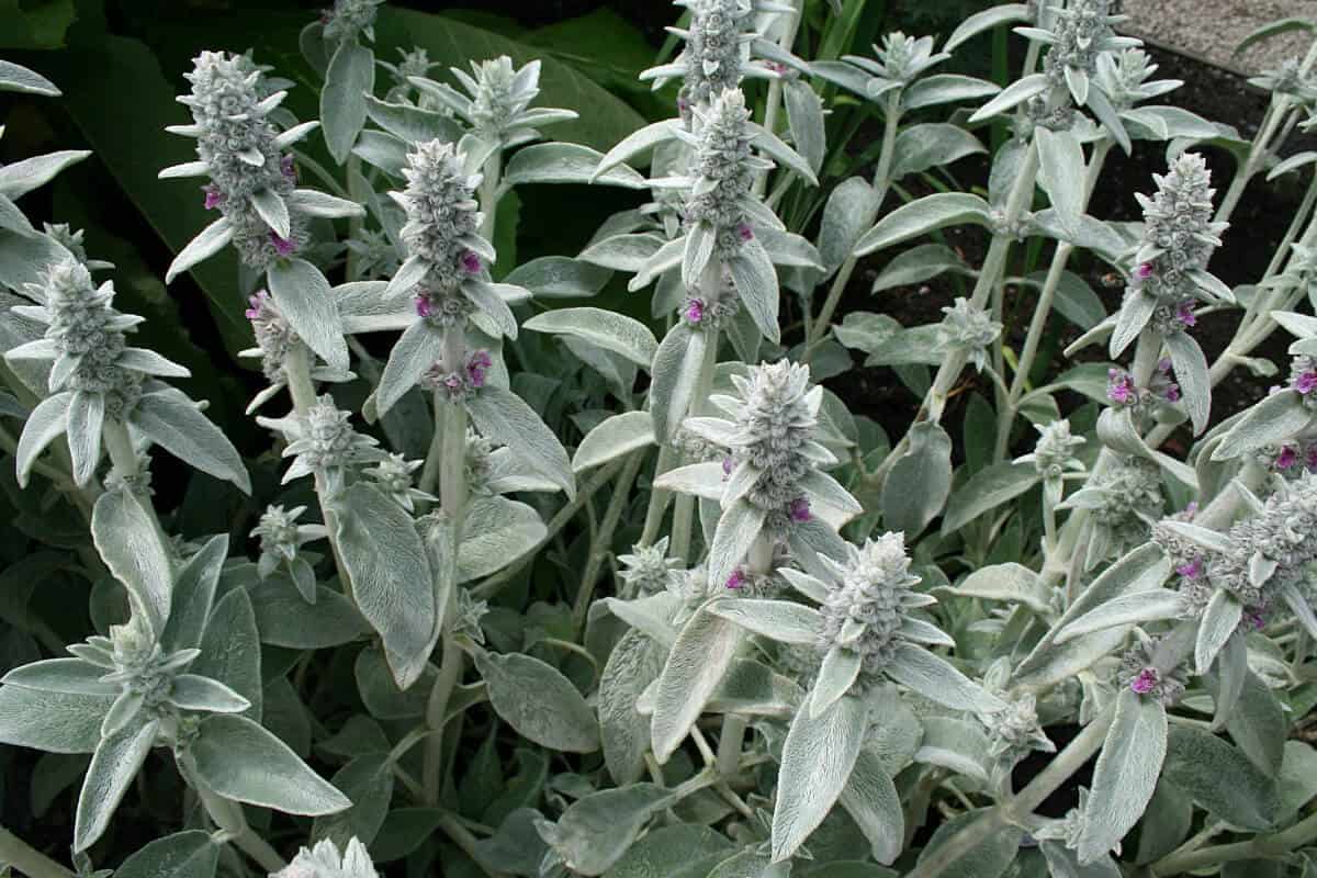 Lambs Ears