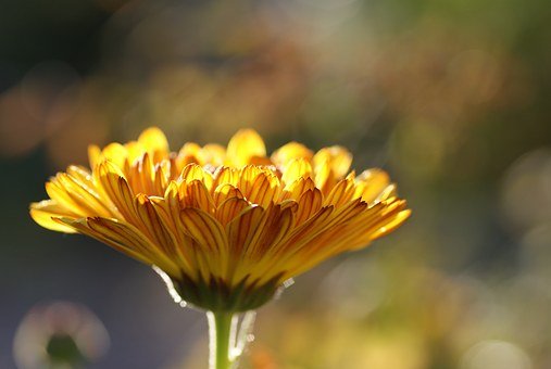 Marigold Outdoor Plants That Repel Mosquitoes