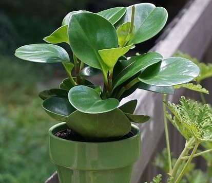 Peperomia Plant Small Houseplant