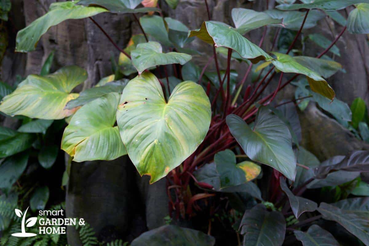 Philodendron Fuzzy Petiole