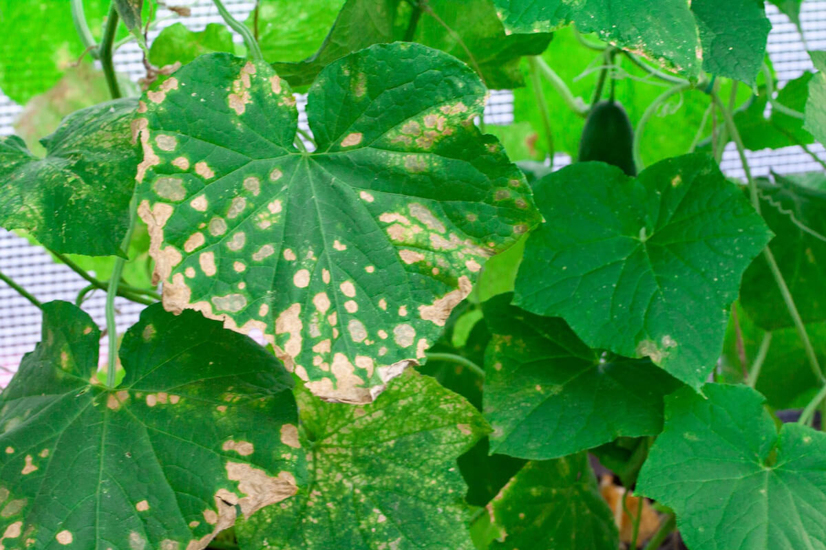 Prevent Mildew on Your Hydroponic Plants