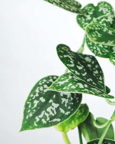 Silver Satin Pothos Variety