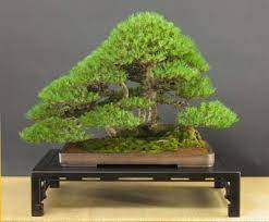 Silvestris Pine - Most Expensive Bonsai Tree