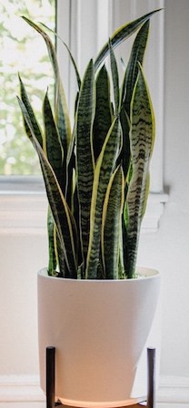 Snake Plant Low-Light Houseplant