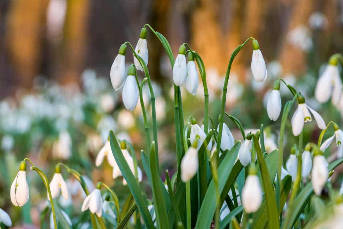 Snowdrop