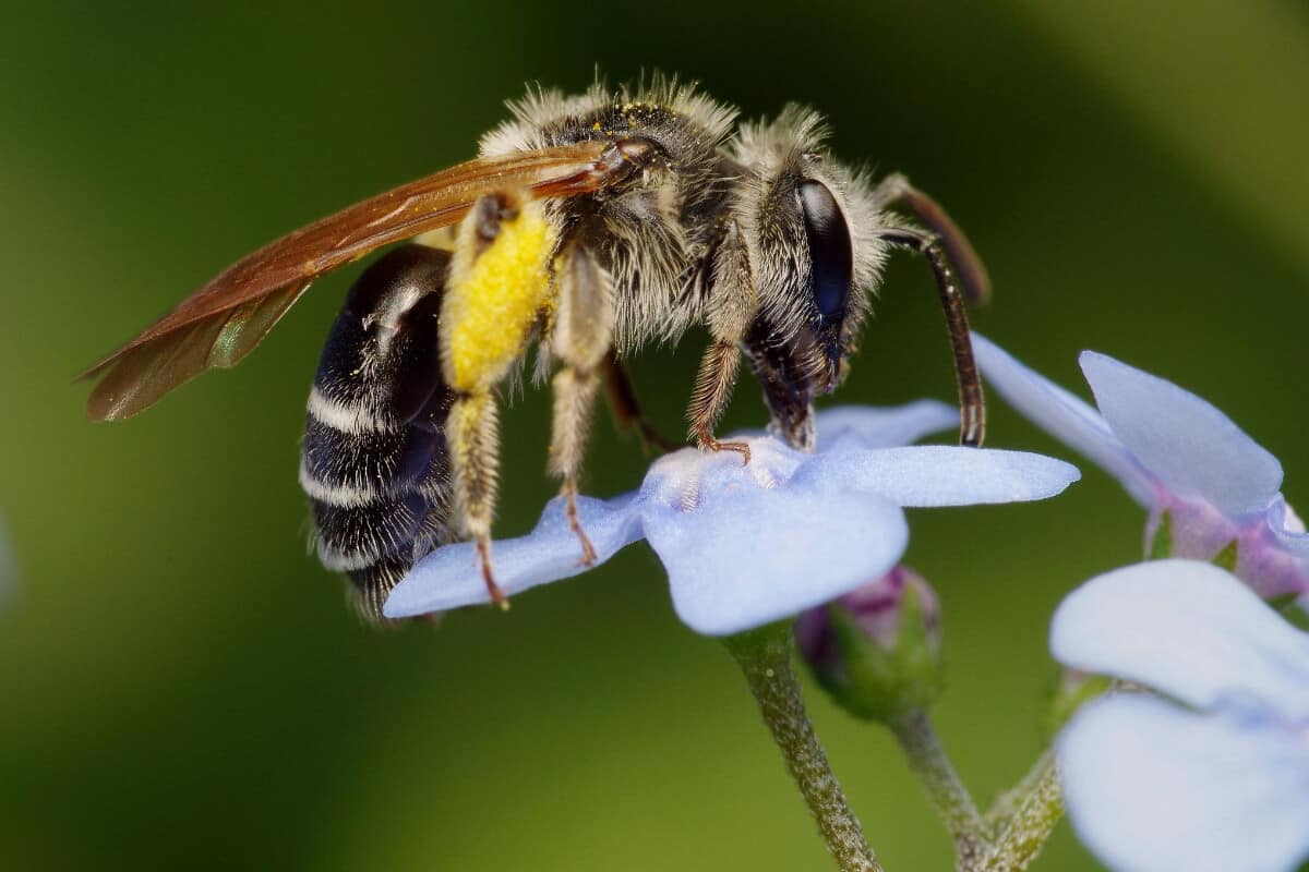 Solitary Bee