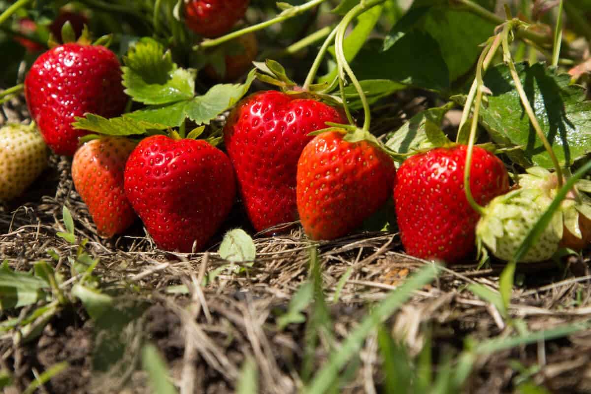 Strawberries