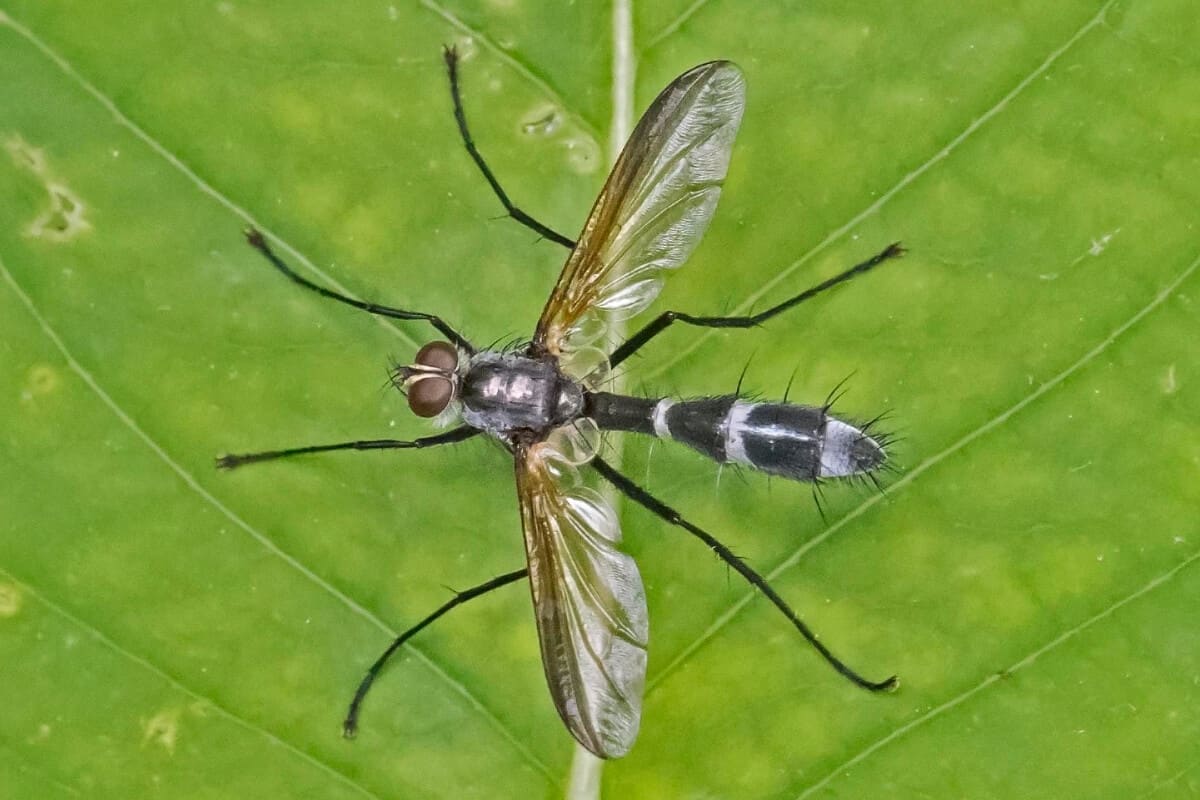 Tachinid Fly