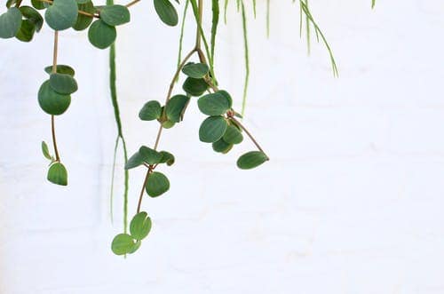 Trailing Jade Plant Indoor Climbing Plant