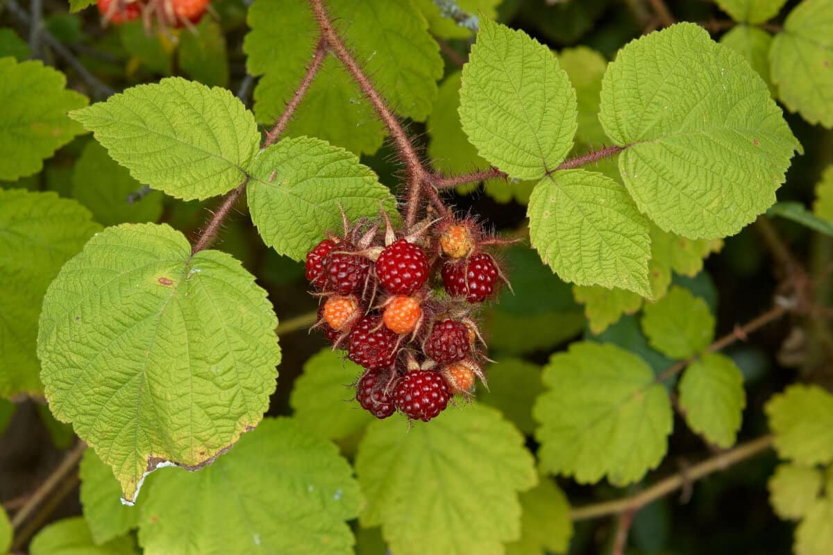 Wineberry