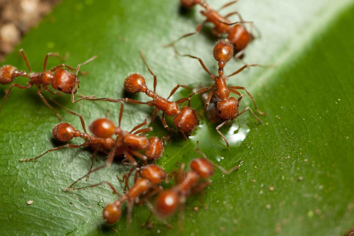 A group of red ants on a green leaf in a garden. 